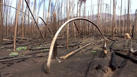 Medium Wide Panning Shot of Charred Mountain Forest After Wildfire in Grand Lake Stock Footage 164126616