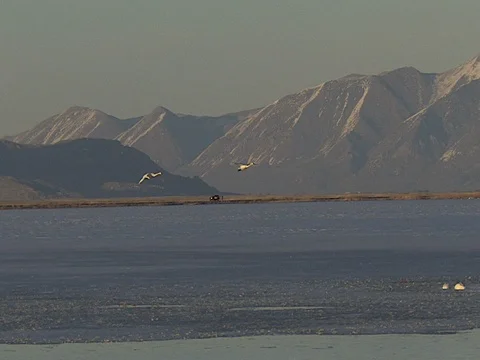 Medium Wide Shot of 2 Tundra Swans Landing in Icy Water, w audio Stock Footage 124717405