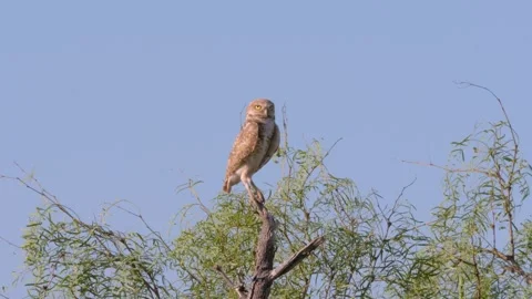 Medium-wide shot of burrowing owl looking around from atop a tree in Texas Stock-Footage 246944819