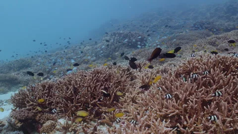 Medium wide shot, colourful fish over the Great Barrier Reef. Stock-Footage 295313831