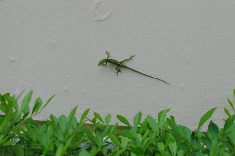 Medium wide shot of a green lizard crawling on a whtie wall Stock Photos
