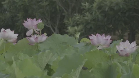 Medium Wide Shot Lotus Field Pink Flowers Green Lily Pads Stock-Footage 343697348