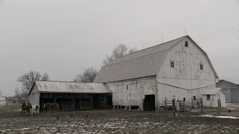 Medium Wide shot of mid western white barn with livestock, cows, chickens Stock Footage 89945184