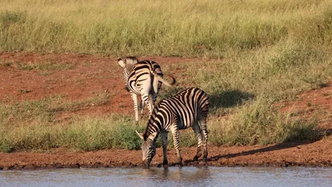 Medium Wide shot of Nervous Plains Zebra drinking water at river in the bush Stock Footage 309537041