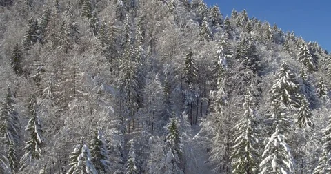 Medium To Wide Shot Of Snowy Pine Tree Forest Stock Footage 70987298