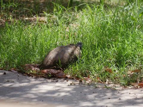 Medium wide shot of a turtle laying eggs in a grassy patch, with its head up Fotos de archivo