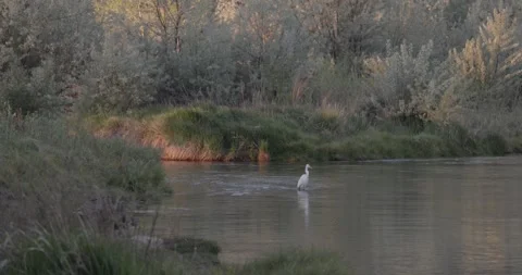 Medium wide shot of a wild turkey drinking from the San Juan River in the for Stockbeeldmateriaal 334727837