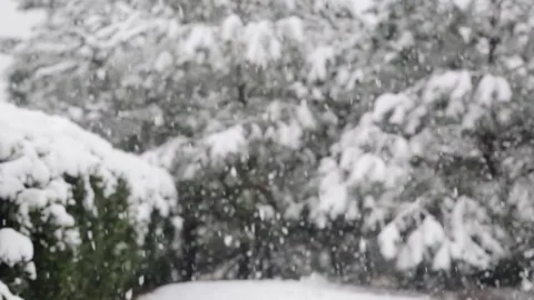 Medium Wide Slow Motion Snow Falling with Trees in Background Stock Footage 133098179