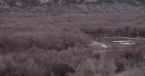 Medium Wide Winter River with Red Brush and Seagulls in Flight, Cinematic Light, Stockbeeldmateriaal 333264452