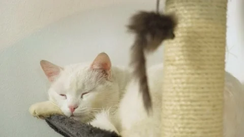 Medium/Close up shot of White Cat Sleeping on cat tree with toy hanging in front Stock Footage 142708734