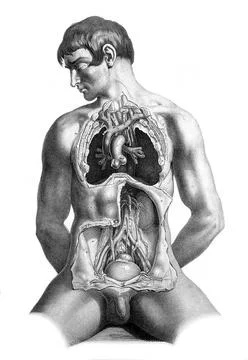 Medizin, Chirurgische menschliche Anatomie. Haut, die vom Rumpf entfernt w... Stock Photos