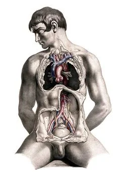 Medizin, menschliche Anatomie, Sektion des Rumpfes eines sitzenden weißen .. Stock Photos