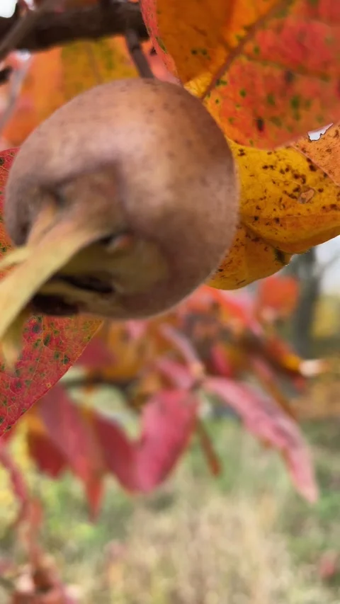 Medlar in autumn Stock Footage 164610441