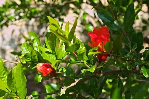 Medlar flowering at spring time Stock Photos