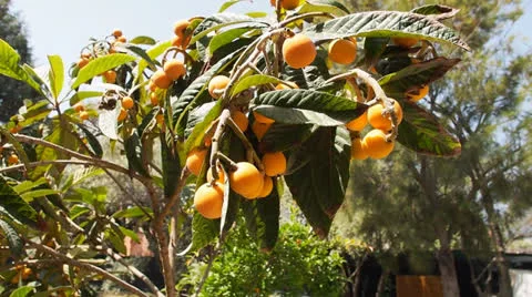 Medlar Video stock 24684349