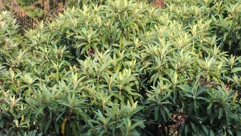 Medlar Vídeos de archivo 137315618