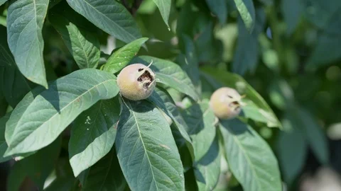 Medlar in the foreground Stock Footage 93486735