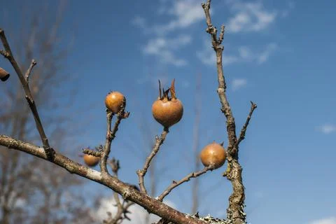 Medlar fruit closeup Stock Photos