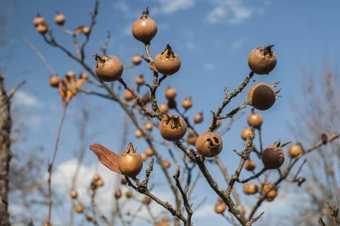 Medlar fruit closeup Stock Photos