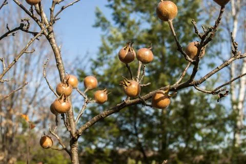Medlar fruit closeup Stock Photos