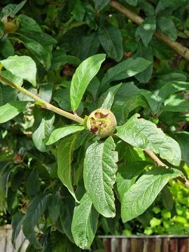 Medlar Fruit Growing on a Tree Branch Stock Photos