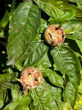 Medlar fruit Stock Photos