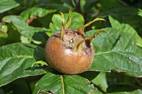 Medlar fruit Stock Photos