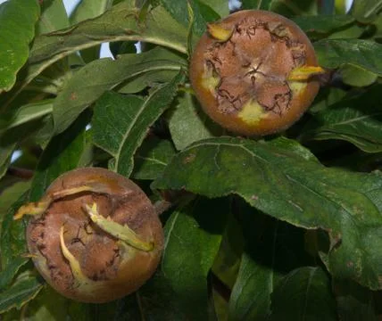 Medlar Fruit Stock Photos