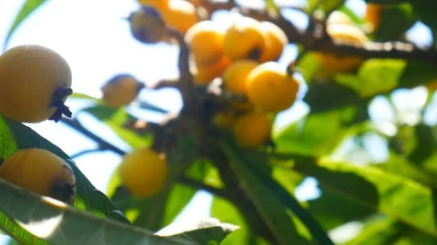 Medlar fruit on a tree branch. Summer yellow fruits Stock Footage 127734702