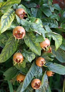 Medlar Fruit Tree. Stock Photos