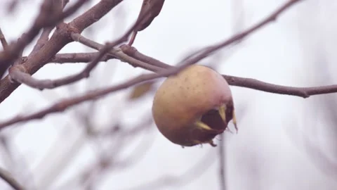 Medlar fruit on tree - pull focus. 4K. Stock Footage 146131535