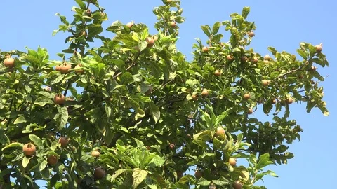 Medlar fruits Stock Footage 73667461