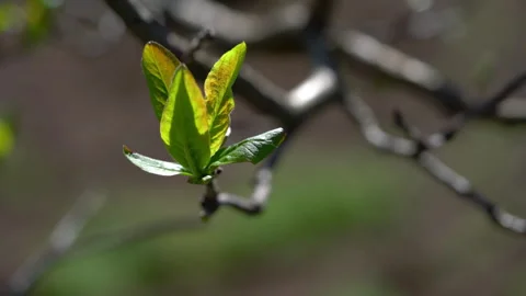 Medlar, leafing in natural ambient, spring (Mespilus germanica), healthy plant Stock Footage 305949886