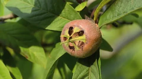 Medlar (Mespilus germanica) Stock Footage 13485215