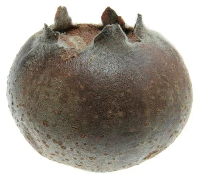 Medlar Stock Photos