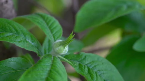 Medlar in spring, beginning of flowering, flower bud (Mespilus germanica) Stock Footage 307347786