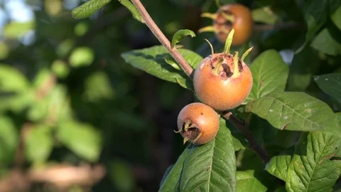Medlars close up Stock Footage 95929790
