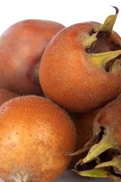 Medlars Stock Photos