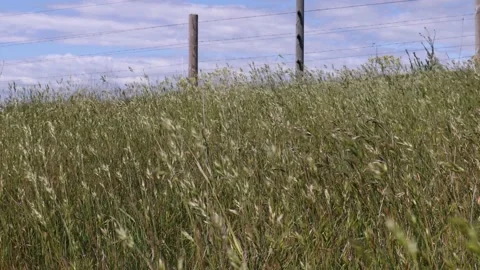 Medow in Skåne Stock Footage 131515181