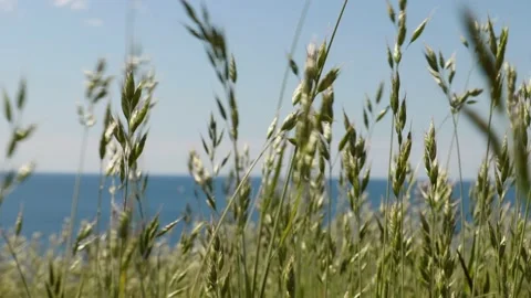 Medow in Skåne Stock Footage 131517274