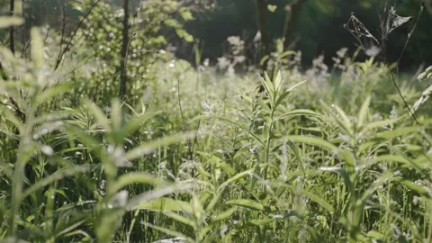 A medow in the woods Video stock 137525511