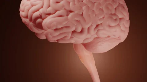 Medulla oblongata, Brainstem close-up Vidéo 157759412