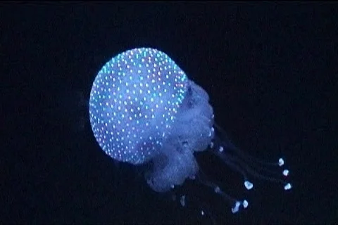 Medusa Video stock 102275