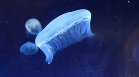 Medusa Stock Footage
