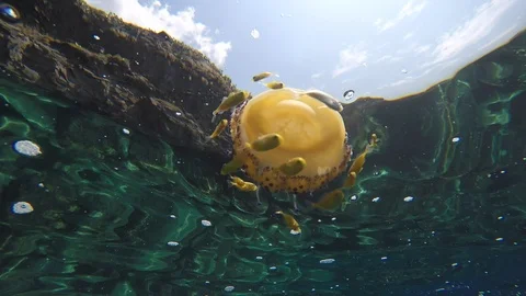 MEDUSA 库存影片 95049493