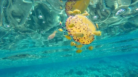 Medusa 库存影片 95050319