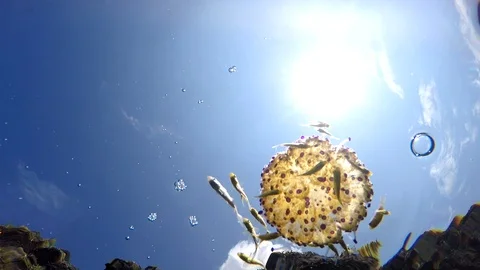 Medusa 库存影片 95052995