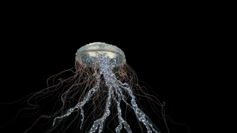 Medusa Stock Footage 97586565