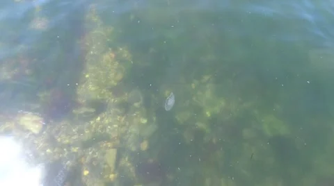 Medusa on the shore. Vídeo Stock 52816445