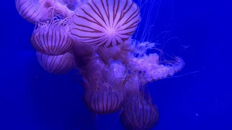 Medusae dance Stock Footage 97935721